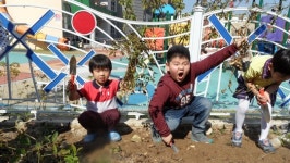 금왕유치원 땅콩·고구마 캐기 체험