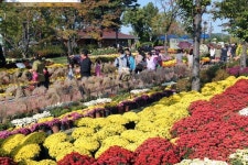 유성 국화꽃축제 성황리 폐막 시민 55만명 발걸음