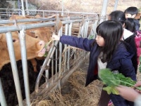공주 마곡초, 반갑소 농장 농촌체험학습 실시
