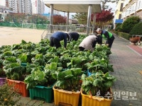 화서동 화양초, 이웃돕기 위해 팔달구에 직접 재배한 배추 전달