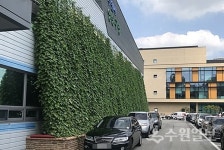 영통구, 청사 외벽 그린커튼 사업 실시