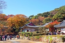 전등사·석모도 칠면초 군락지, 가을 비대면 관광지 100선에 선정