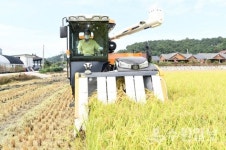 밥맛 좋은 강화섬쌀 첫 수확