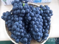싱싱하고 달콤한 강화섬포도 본격 출하
