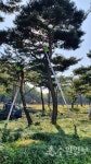 수원 노송지대 소나무, 건강하게 자라도록 나무모양 조절