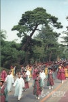 [사설] 수원의 상징 노송지대 더 적극적으로 보호해야 한다