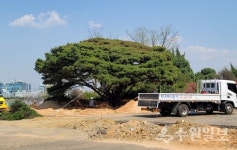 옛 국립축산과학원 반송(盤松), 영흥공원으로 이식