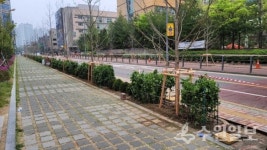 수원시내 도로 곳곳, 명품 가로숲길로 탈바꿈했다