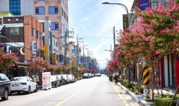 수원 배롱나무 명품 특화거리가 여름을 붉게 물들이다