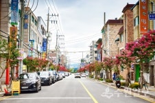 수원 배롱나무 명품 특화거리가 여름을 붉게 물들이다