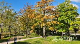 [기획특집] 수원 도심에서 가을 정취 만끽하세요