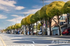[사진 기사]  수원의 가로수길 사계(四季)를 담다