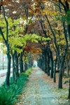 [사진 기사]  수원의 가로수길 사계(四季)를 담다