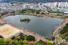 [기획취재] 수원 벚꽃명소에서 봄을 만끽한다