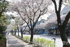[기획취재] 수원 벚꽃명소에서 봄을 만끽한다