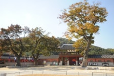 [김충영 수원현미경(116)] 수원의 대표목(木)은 화성행궁 앞 삼정승 느티나무