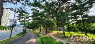 [김충영 수원현미경(117)] 수원의 시목(市木)소나무 이야기