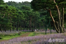 수원 도시숲 2곳, 산림청 인증 모범 도시 숲 선정되다