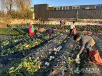 수원시 구운동 새마을3단체, 사랑의 김장 위한 무 수확 