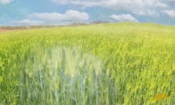 [김준기의 수원 詩, 수원 詩人(53)] 이종구 보리밭