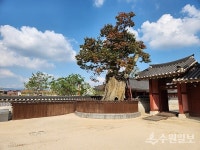 [김우영 광교칼럼] 화성행궁 북군영 옆 느티나무는 이제 신목(神木)이 됐다