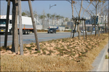 멀쩡한 잔디 왜 뽑나