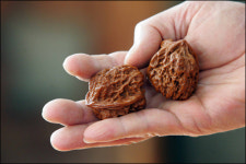 오래된 나무들을 만나다