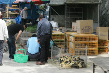 어린 모종들이 한세월을 건너간다 -담양장