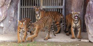 호남·호순 호랑이 부부 7배 24마리 출산 기록