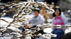 버들개지의 봄소식