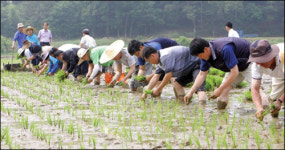 통일쌀 모내기