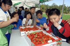 제주시교육청 관내 장애어린이들, 딸기 수확 봄나들이