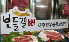 제주한우 보들결 대도시 유통시장 본격 진출