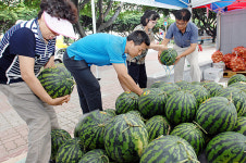 제주 신엄산 노지수박 맛 최고예요