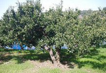 임금 진상품 감귤 농장 960년만에 복원