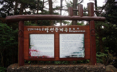 영구춘화 붉은 물결이 되살아 난다