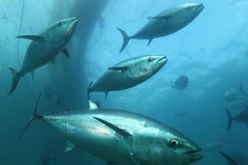 6차 산업형 제주 외해 양식개발 프로젝트 시동