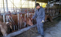 사료값은 오르고 가격은 떨어지고...한우 농가 한숨만