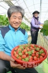 하우스 딸기 수확 한창