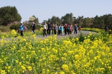노란물결 속으로 유채꽃걷기대회 28일 팡파르