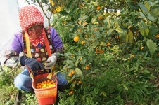 세화1리의 명물 금귤을 아시나요