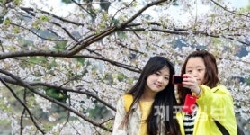 2014 제주 왕벚꽃축제