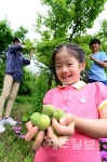 매실따기체험 재밌어요