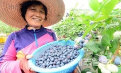 잘익은 블루베리 맛보세요~