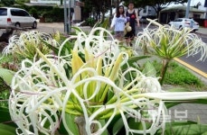 문주란의 화사한 자태