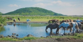 말산업 초석 다진 제주마의 본향 의귀리