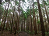 편백향기 가득한 치유의 숲 가꾸는 호근마을