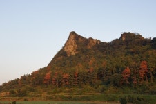 고사목 자르면 그만...2차 감염 키웠다