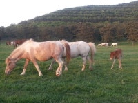 조선시대 중산간 10곳으로 나눠 국영목장 설치