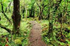 (22)곶자왈 속 휴양림 치유와 휴양 만끽